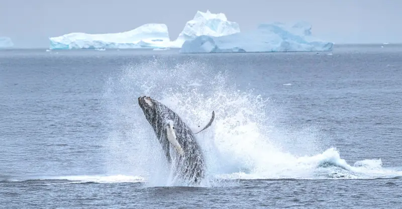 Humpback whale, Antarctica.