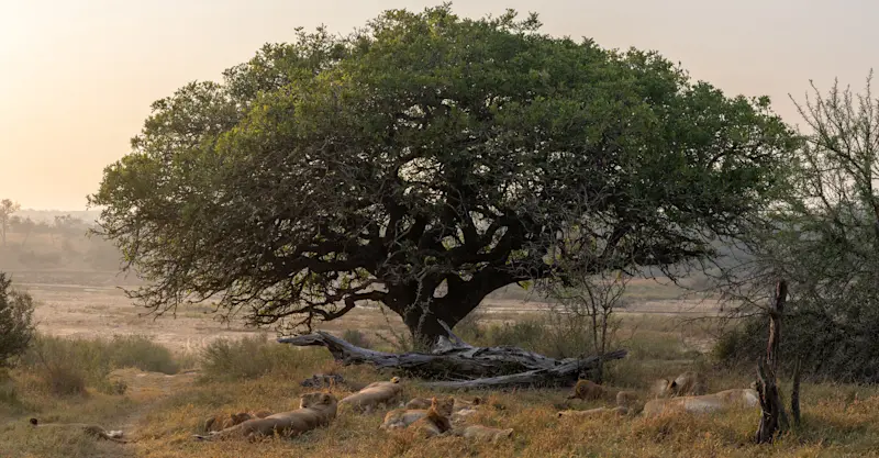Lions, MalaMala Private Reserve, South Africa