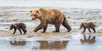 Brown bear with cubs, Lake Clark National Park, Alaska.
