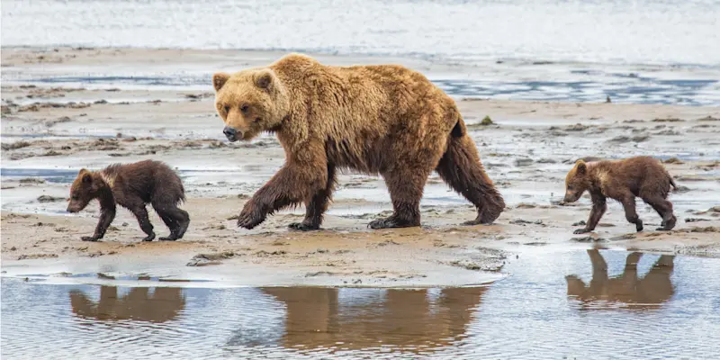 Brown bear with cubs, Lake Clark National Park, Alaska.