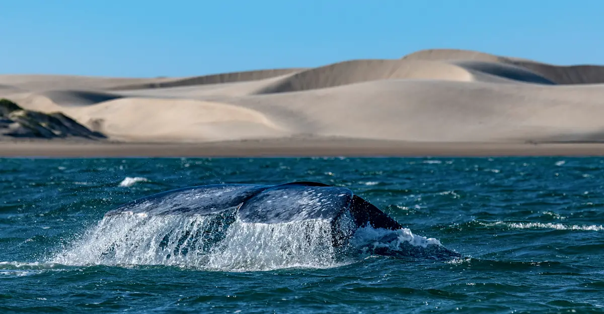 Gray whale fluke, Baja, Mexico.
