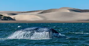 Gray whale fluke, Baja, Mexico.