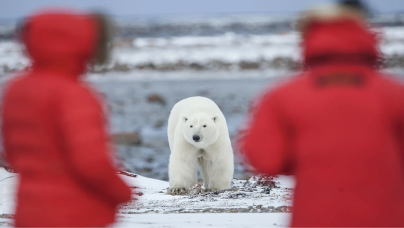 Guests viewing a polar bear, Nunavut, Canada.