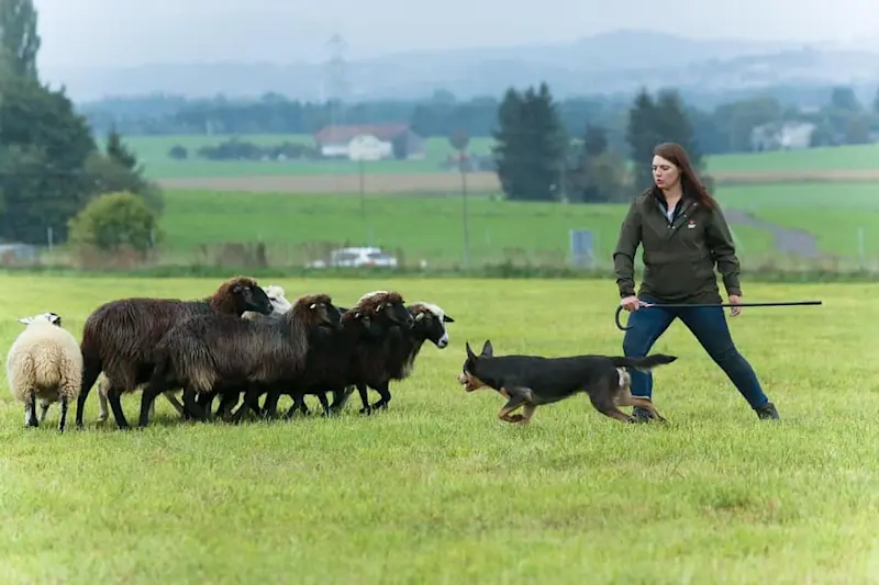 Sheepdog demonstration at Mickleton Farm, Cotswolds.