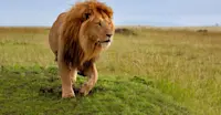 Lion, Olderkesi Conservancy, Kenya.
