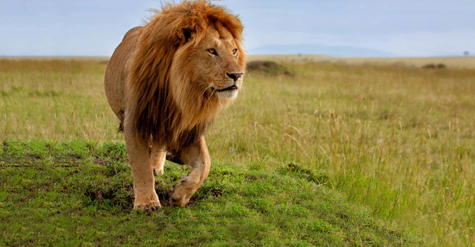 Lion, Olderkesi Conservancy, Kenya.
