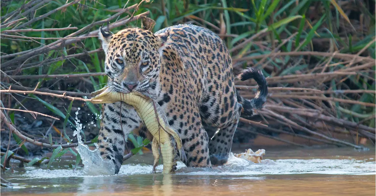 Jaguar, Pantanal, Brazil.