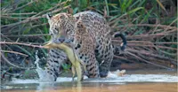 Jaguar, Pantanal, Brazil.