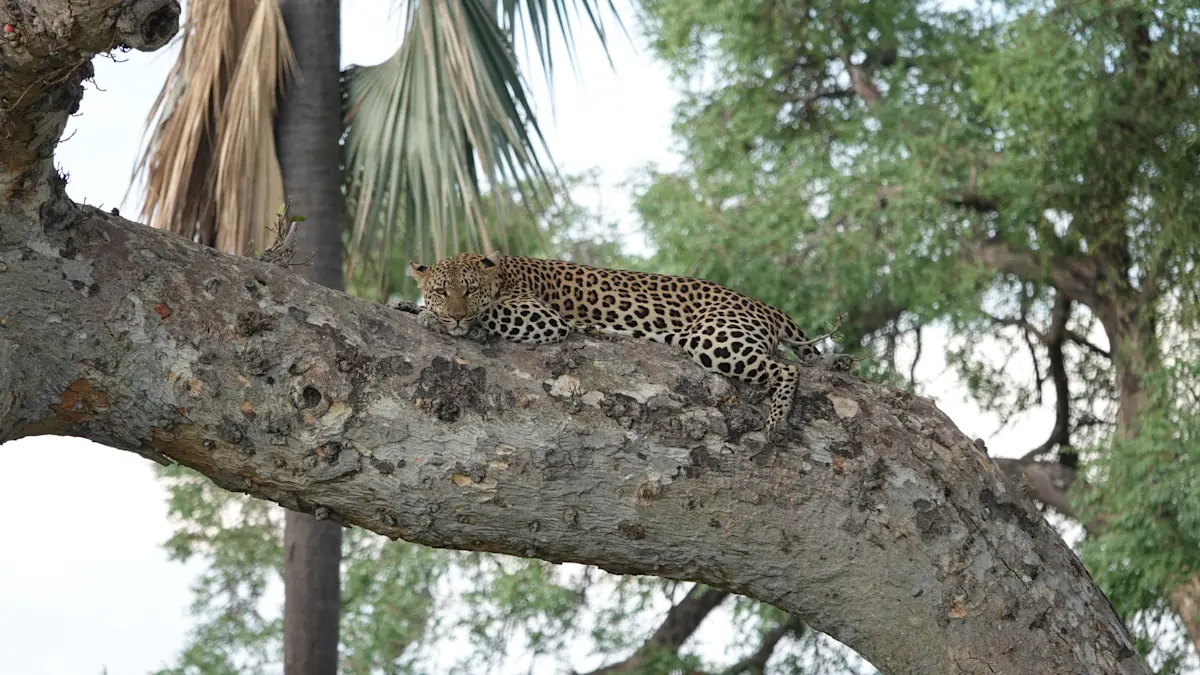 Watching a leopard lounging in a tree in Botswana.
