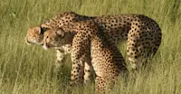 Cheetahs, Serengeti National Park, Tanzania.