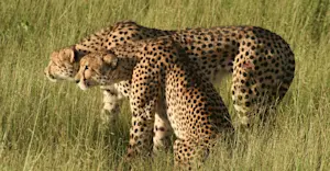 Cheetahs, Serengeti National Park, Tanzania.