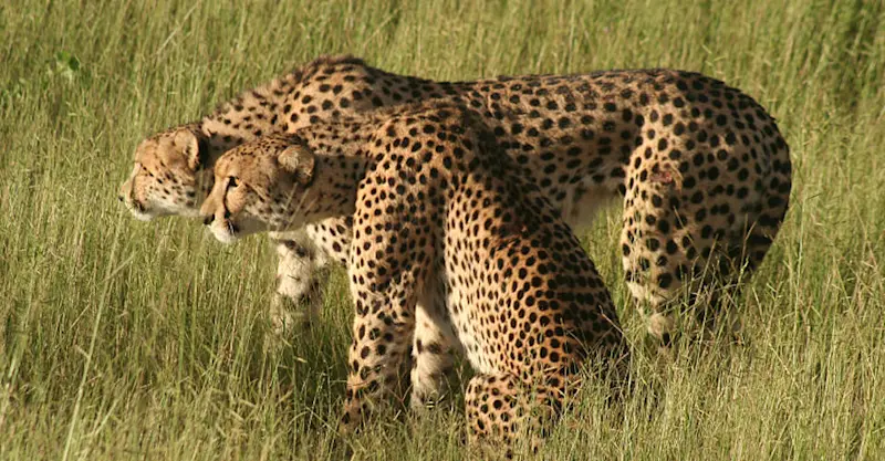 Cheetahs, Serengeti National Park, Tanzania.