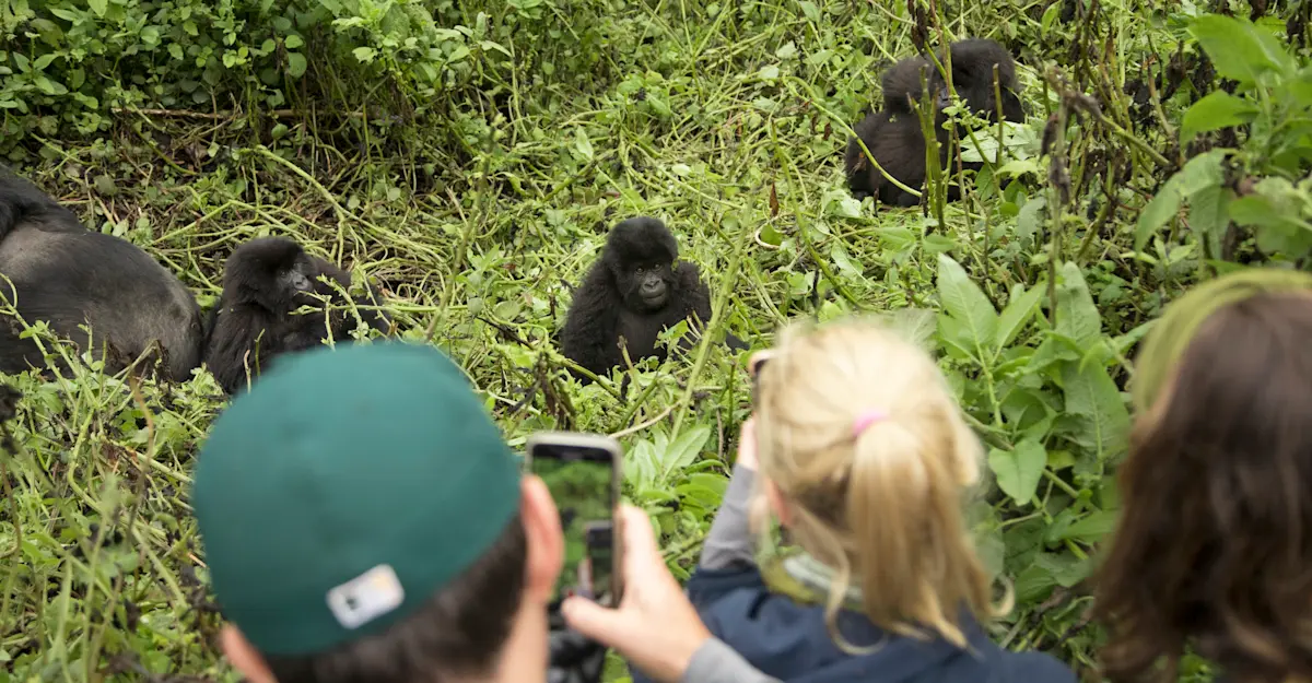 Nat Hab guests and mountain gorillas, Bwindi Impenetrable Forest National Park, Uganda.