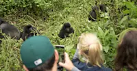 Nat Hab guests and mountain gorillas, Bwindi Impenetrable Forest National Park, Uganda.