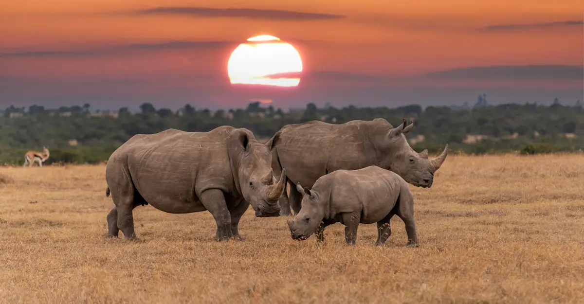 three white rhinos at sunset in Kenya