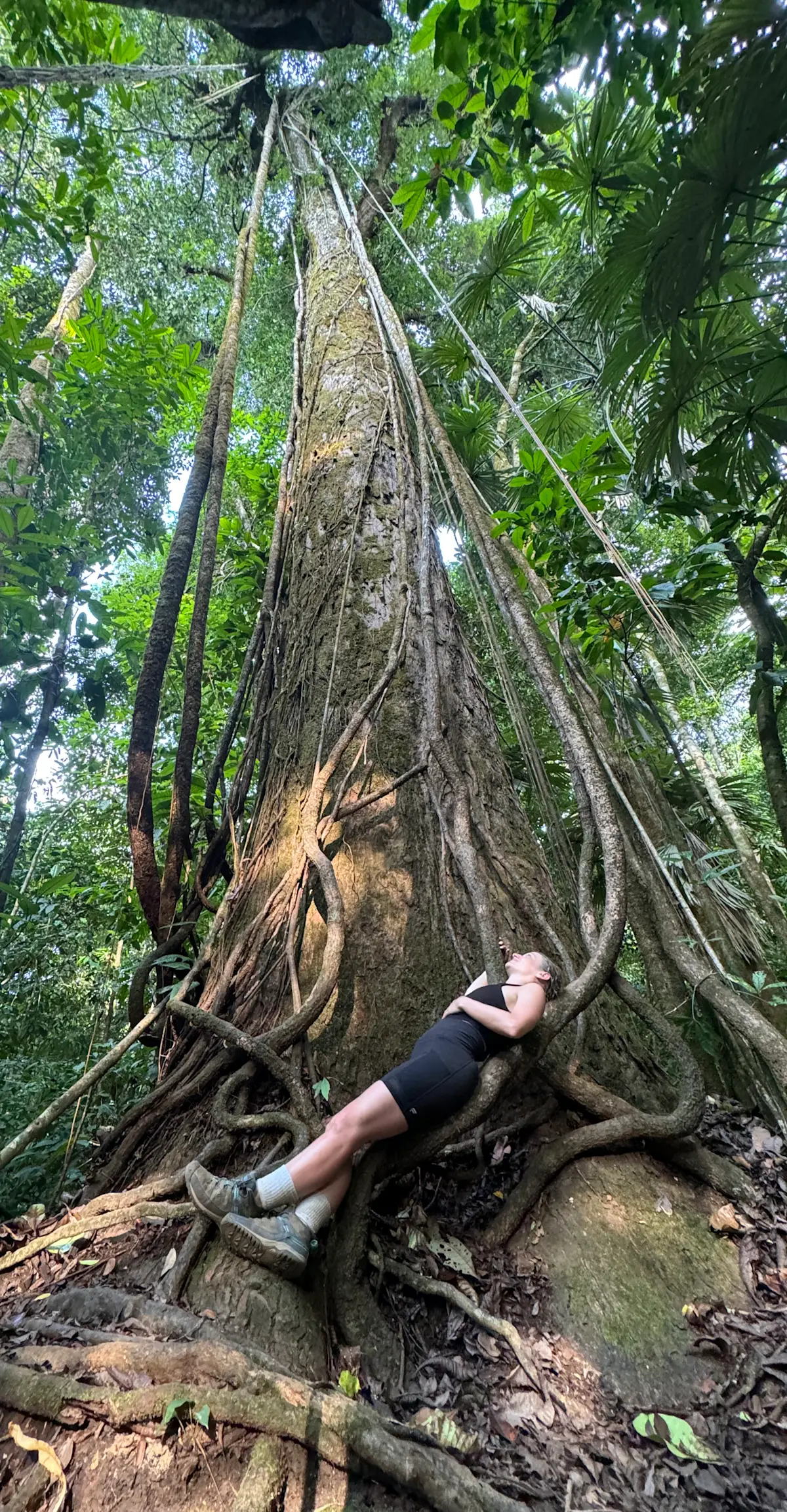 Enjoying the trees in Corcovado National Park in Costa Rica.