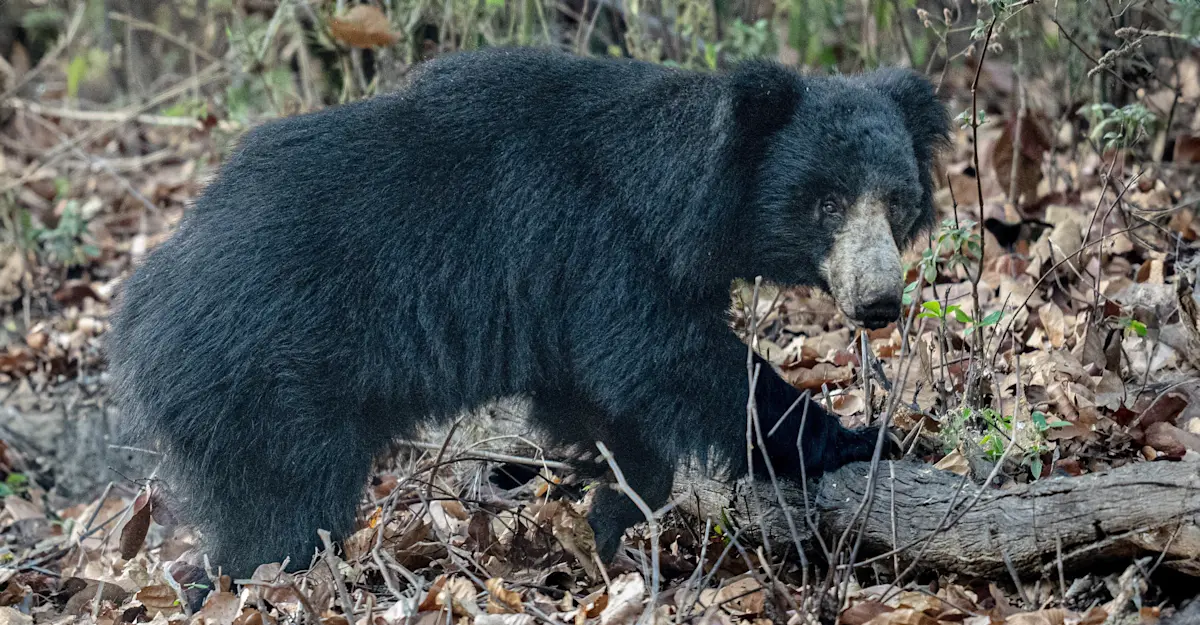 Sloth bear, Tadoba National Park, India.