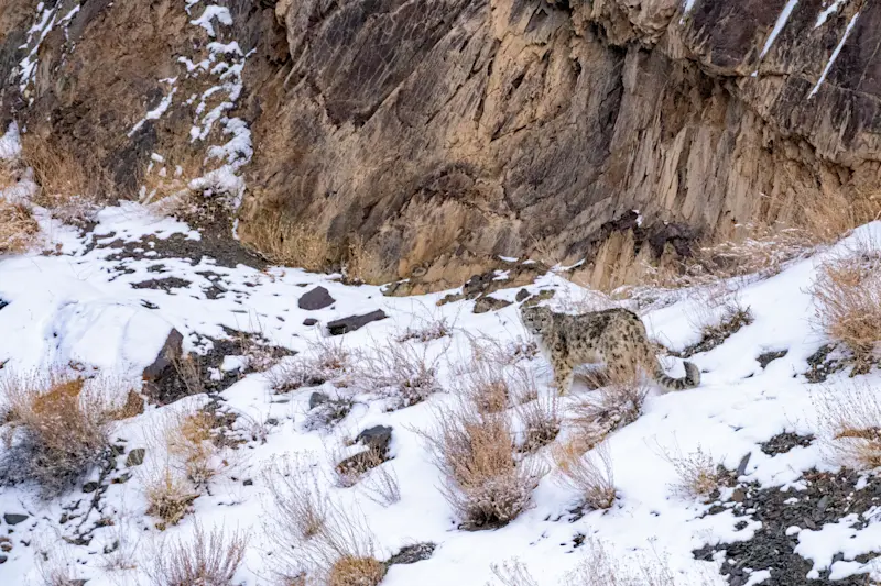 Direct eye contact with a snow leopard in Ladakh, India. 