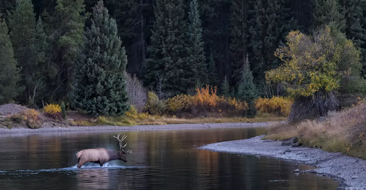 Elk, Yellowstone National Park, Wyoming. 