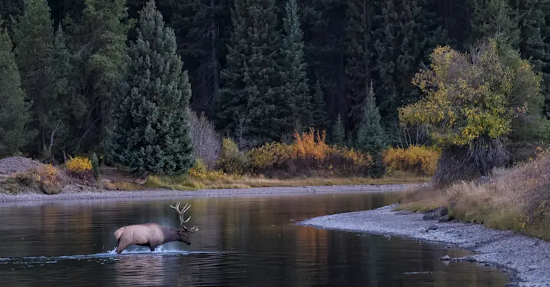 Elk, Yellowstone National Park, Wyoming. 