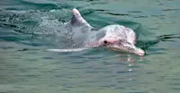 Pink river dolphin, Pacaya Samiria National Reserve, Peru.