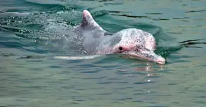 Pink river dolphin, Pacaya Samiria National Reserve, Peru.