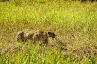 Cheetah prowling through the fields of the Pantanal in Porto Jofre.