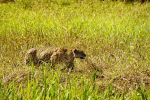 Cheetah prowling through the fields of the Pantanal in Porto Jofre.