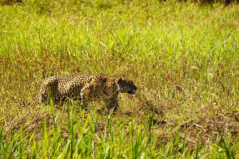 Cheetah prowling through the fields of the Pantanal in Porto Jofre.