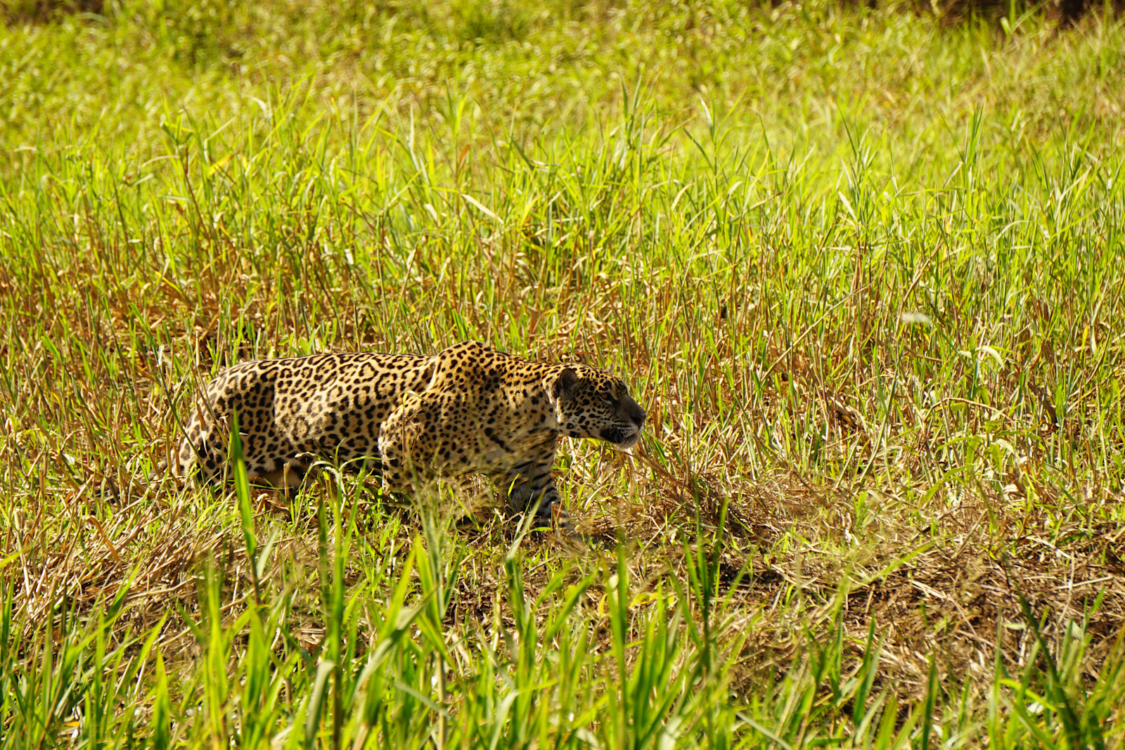 Cheetah prowling through the fields of the Pantanal in Porto Jofre.