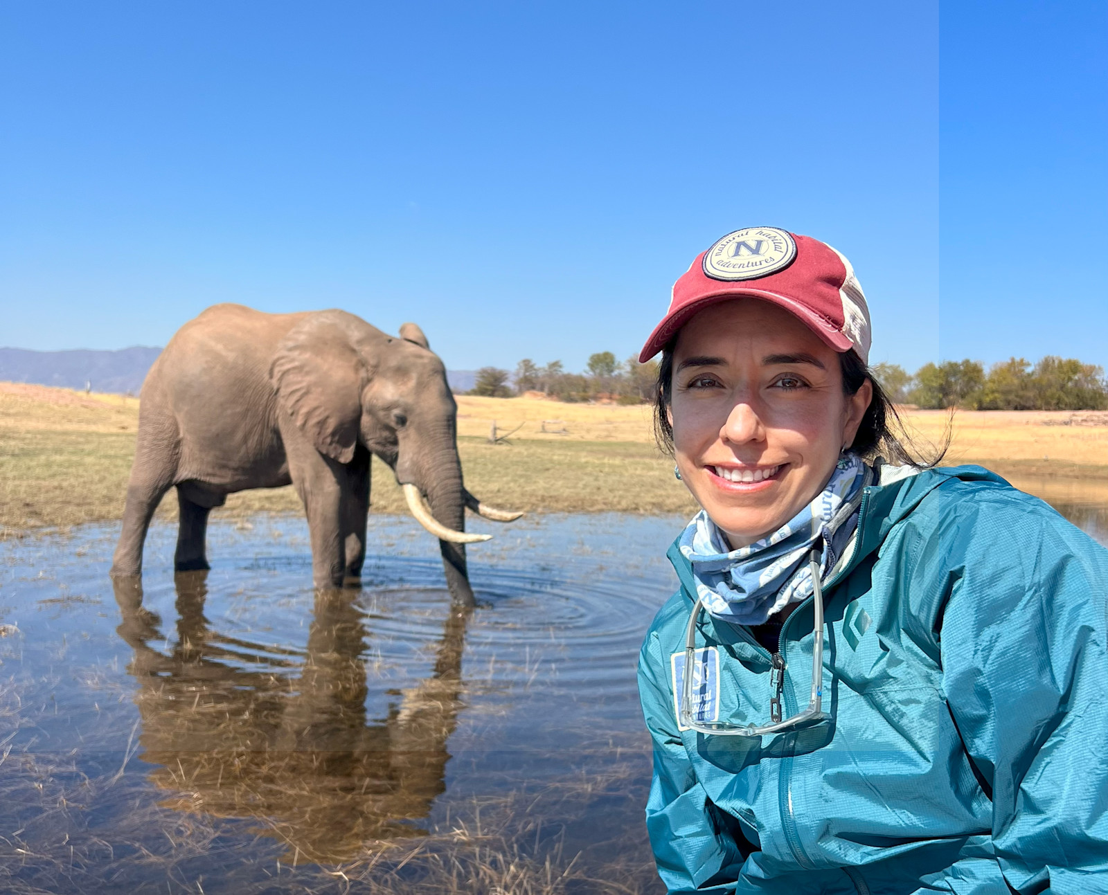 Magical moment: Elephant taking a dip at Kariba Lake.