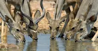 Kudus, Ongava Private Reserve, Namibia.