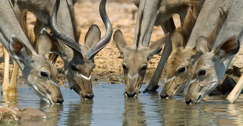 Kudus, Ongava Private Reserve, Namibia.