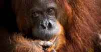An elder female orangutan gently feeds in Semenggoh, Borneo.