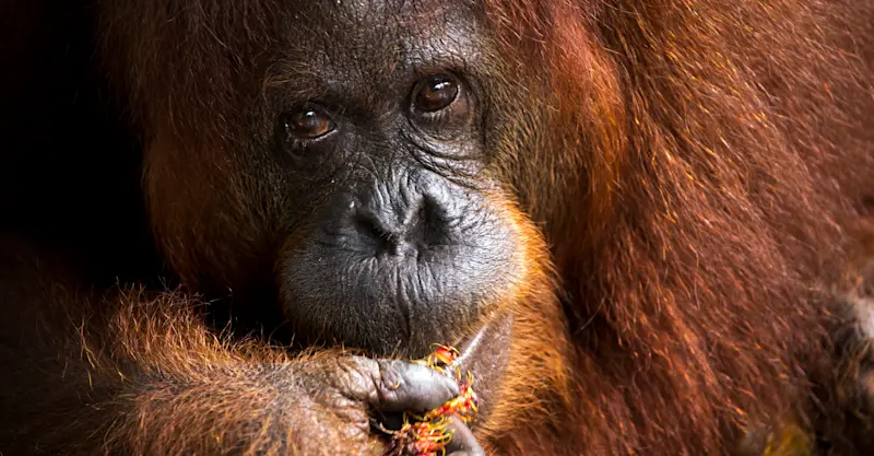 An elder female orangutan gently feeds in Semenggoh, Borneo.