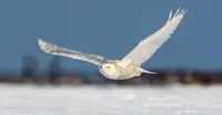 Snowy owl, Churchill, Manitoba.