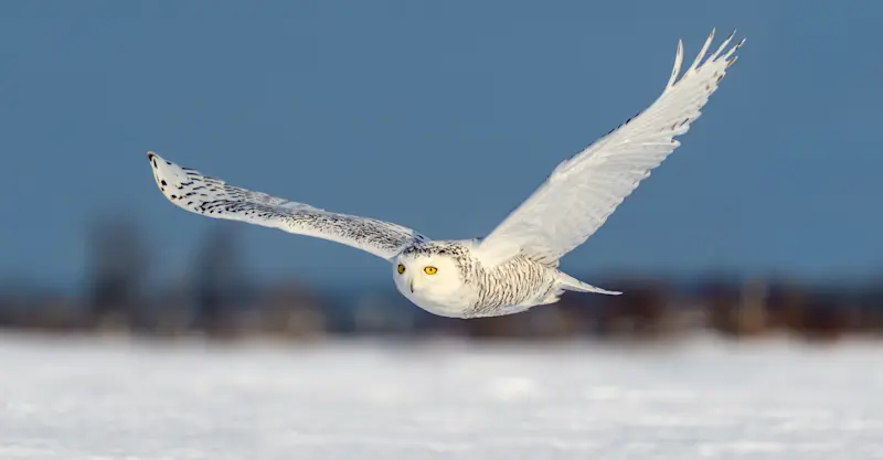 Snowy owl, Churchill, Manitoba.