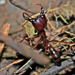Beforeyougo|South-America|Brazil|Army_Ant_Small