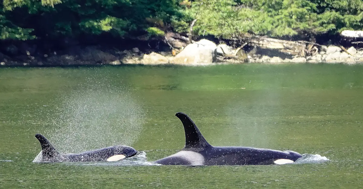 Orcas, Great Bear Rainforest, British Columbia.