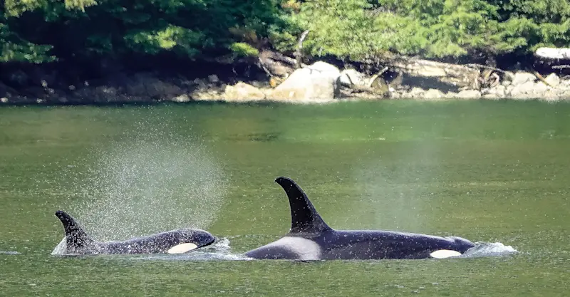 Orcas, Great Bear Rainforest, British Columbia.