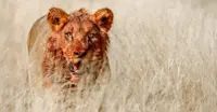 Bloodied Lion, Tswalu Kalahari, South Africa