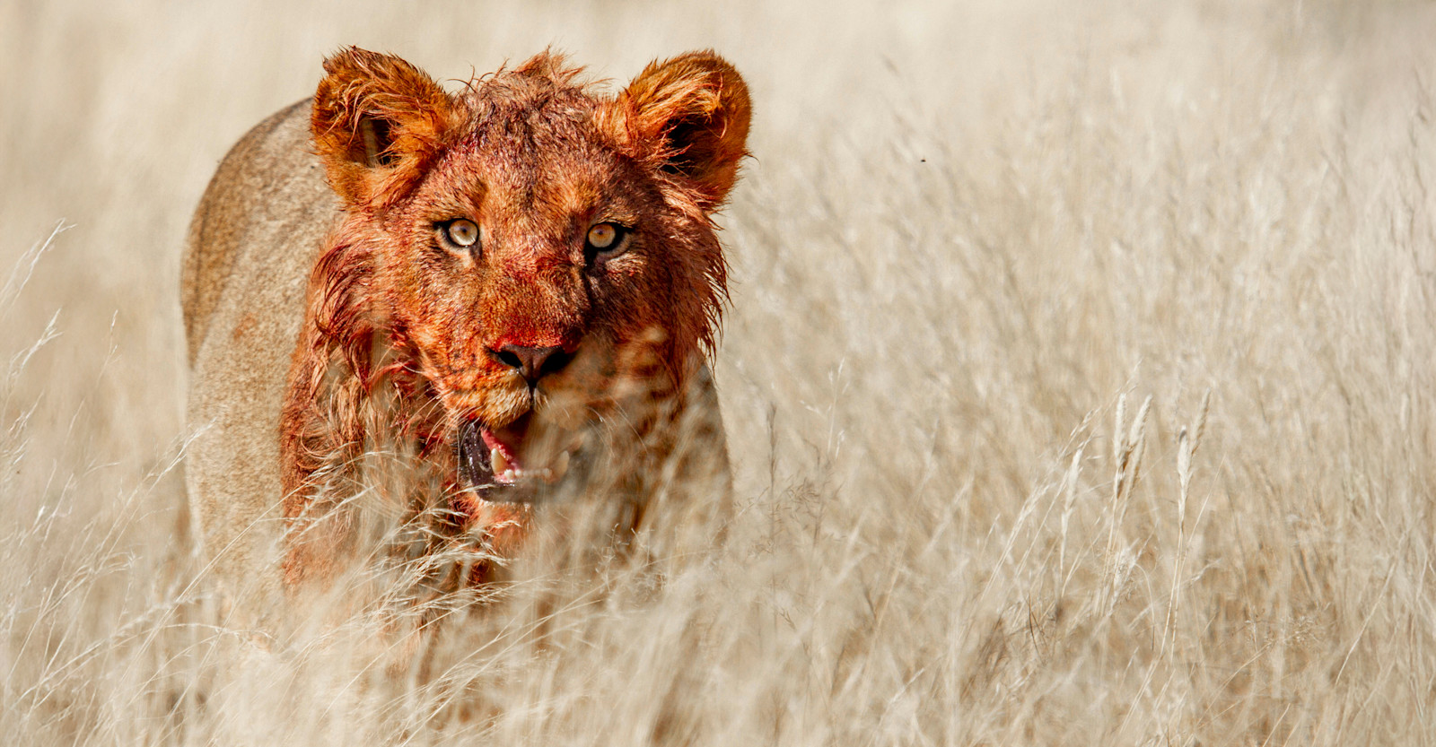 Bloodied Lion, Tswalu Kalahari, South Africa