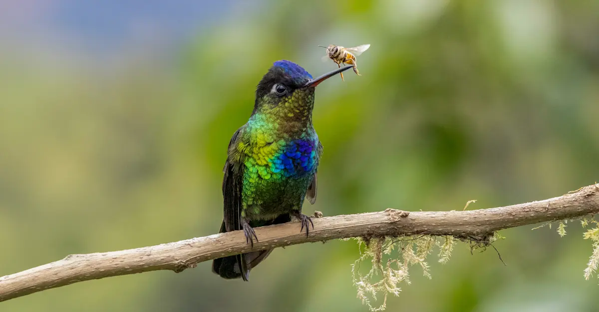 Fiery-throated hummingbird and bee, Monteverde Cloud Forest Reserve, Costa Rica.