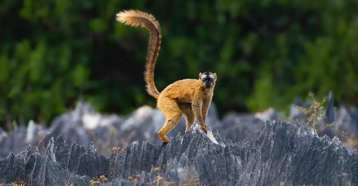 Red-fronted brown lemur, Tsingy De Bemaraha National Park, "Forest of Knives," Madagascar.