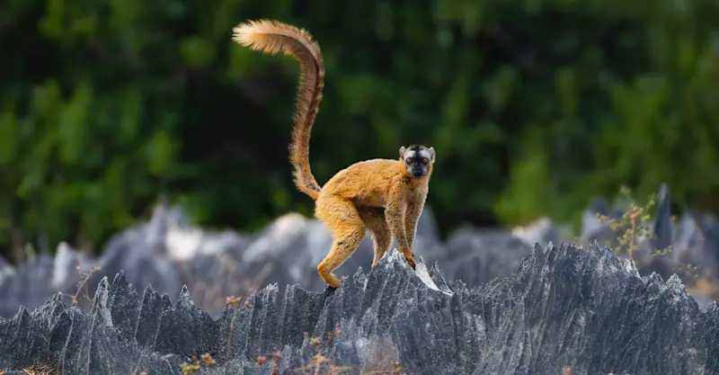 Red-fronted brown lemur, Tsingy De Bemaraha National Park, "Forest of Knives," Madagascar.