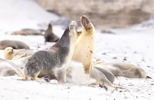 Australian sea lions, Kangaroo Island, Australia.