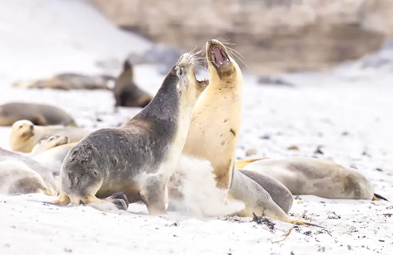 Australian sea lions, Kangaroo Island, Australia.
