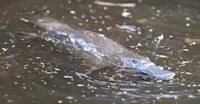 Platypus, Australia.