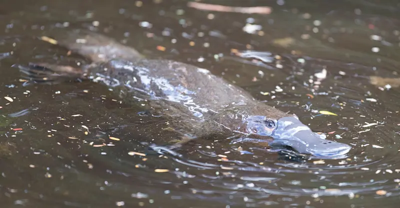 Platypus, Australia.