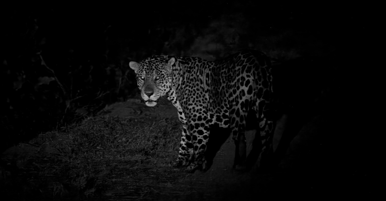 EW-Amazon-CameraTrap-MeganBrief-Jaguar-Night